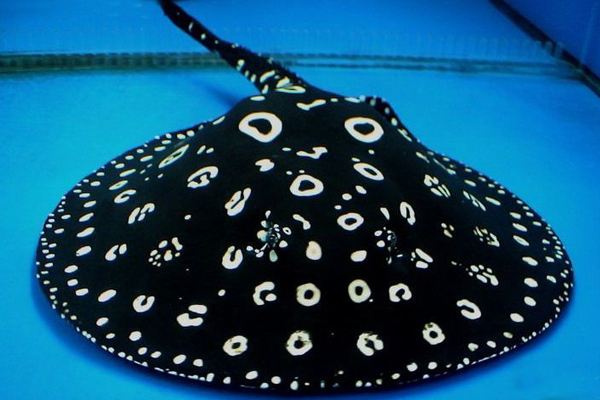 timg (3).jpg 魟鱼腮部细菌感染求救