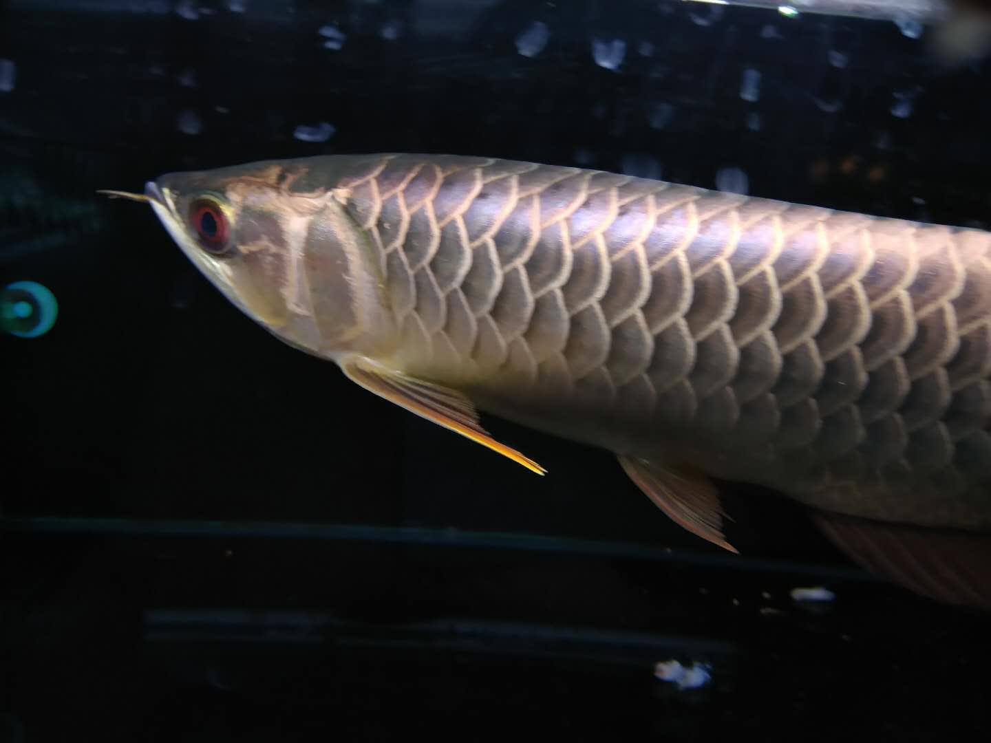 webwxgetmsgimg (10).jpg 养出一条金灿灿的金龙从挑鱼到养工都不能含糊