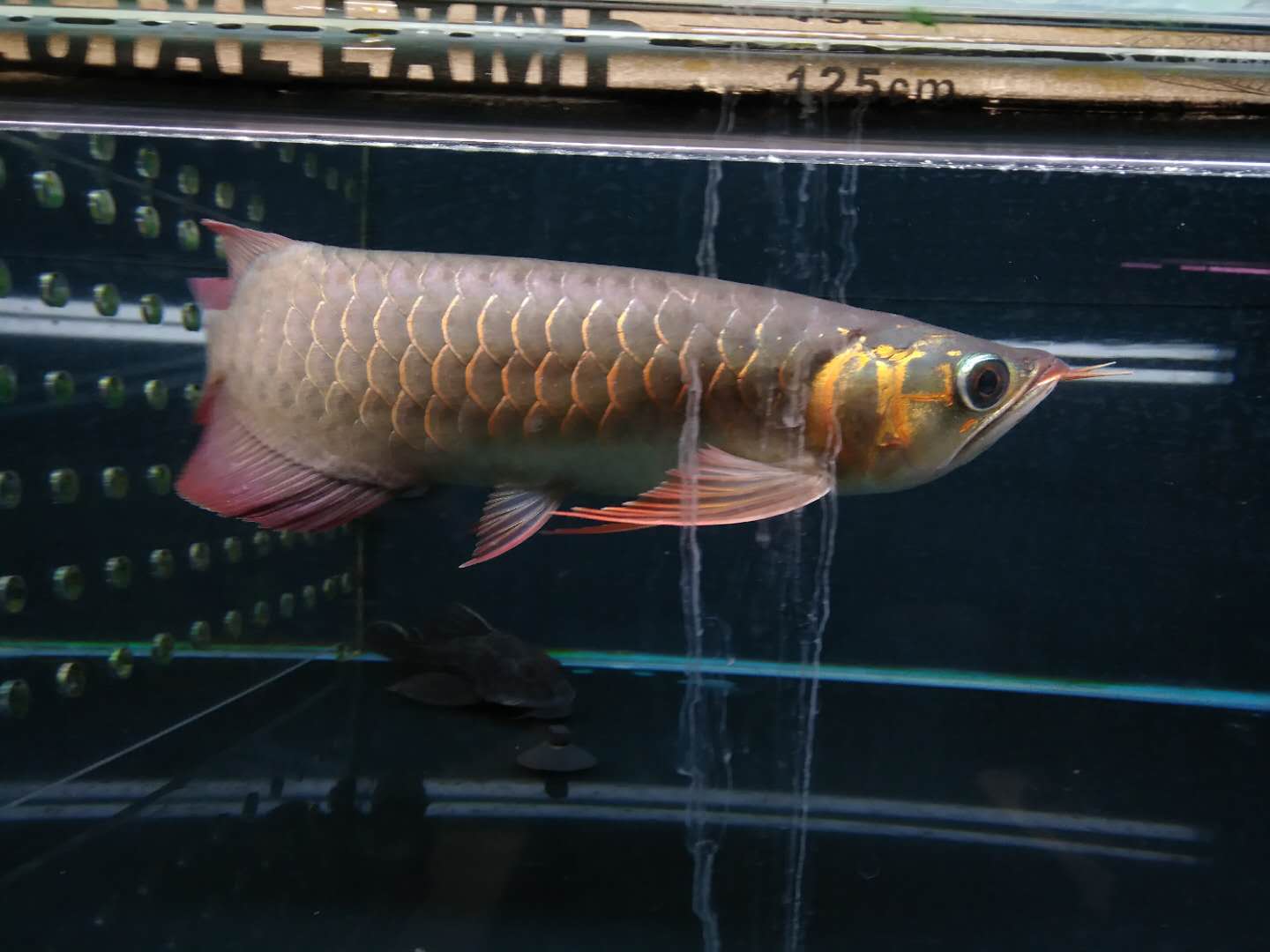  红龙鱼发色的几个阶段你了解多少