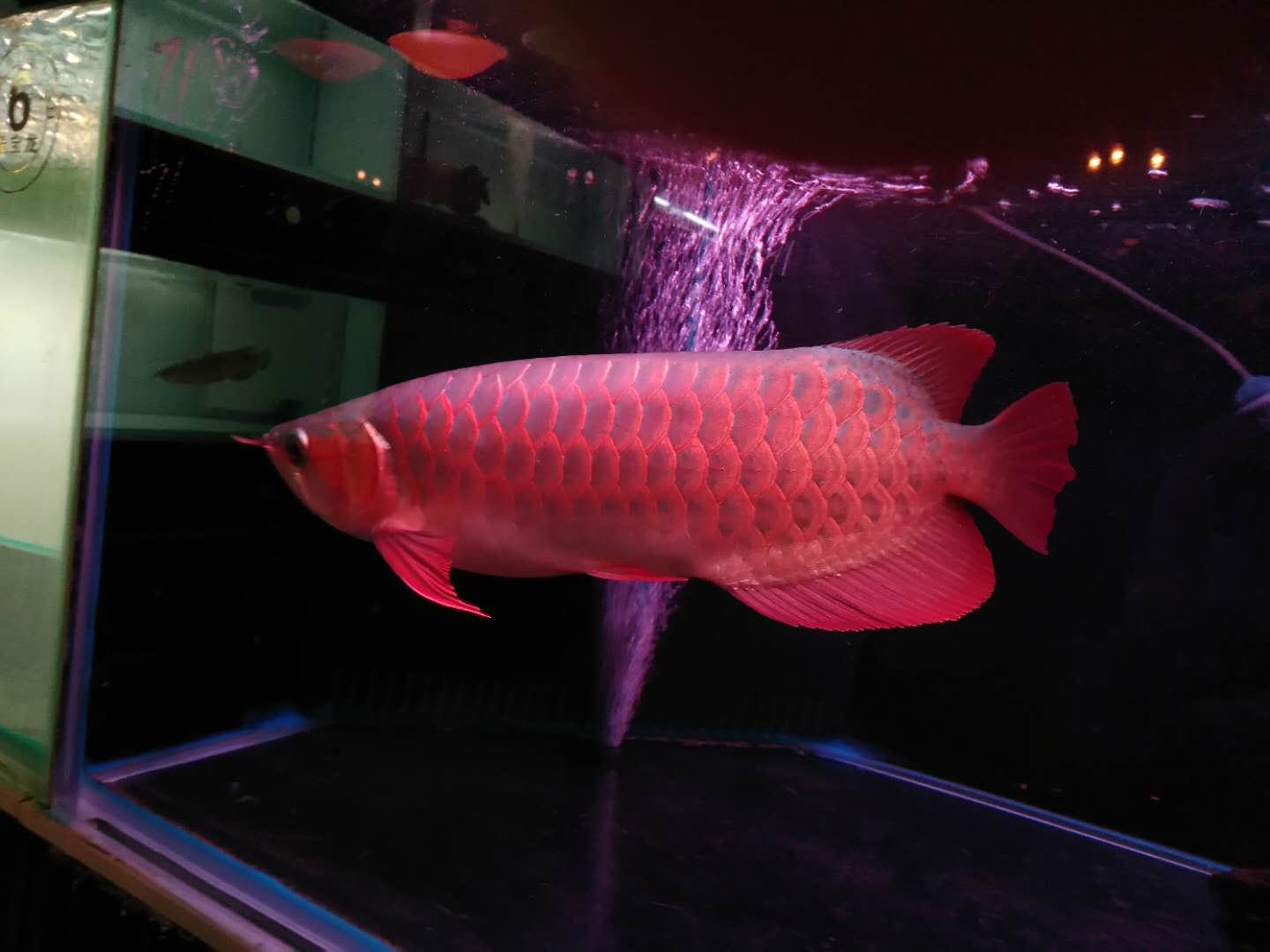  红龙鱼发色的几个阶段你了解多少