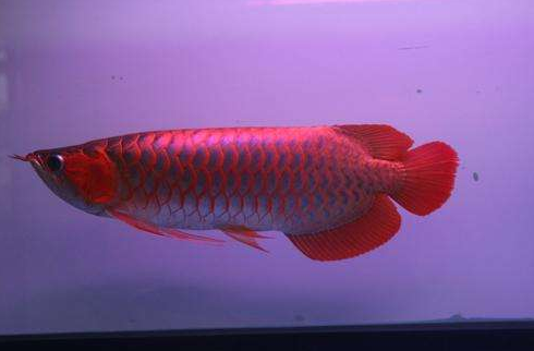 QQ图片20180919131835.png 常见龙鱼疾病有哪些?