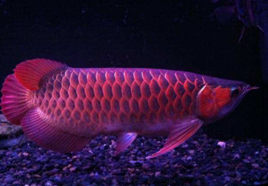 QQ图片20180919131903.png 常见龙鱼疾病有哪些?