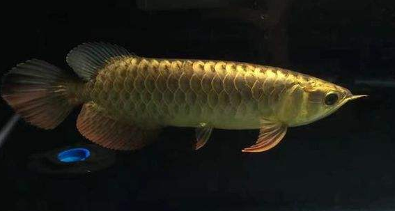 QQ图片20180919131953.png 常见龙鱼疾病有哪些?