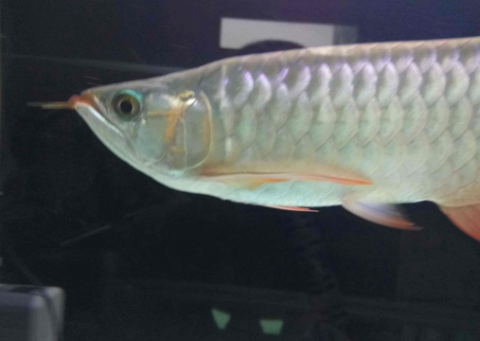 QQ图片20180925141908.png 掌握好龙鱼换水要点 远离龙鱼常见疾病