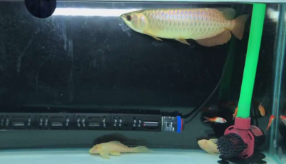 2.png 金头过背饲养两个月表现超群