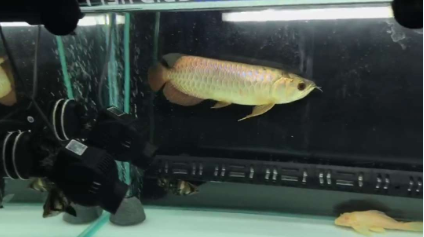 3.png 金头过背饲养两个月表现超群