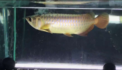 4.png 金头过背饲养两个月表现超群