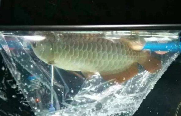 龙鱼到家过水步骤以及注意事项