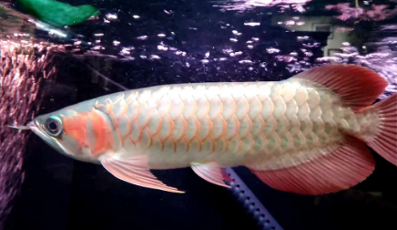 红龙鱼发色灯光很重要 诱色期用白灯