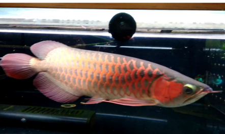 红龙鱼发色灯光很重要 诱色期用白灯