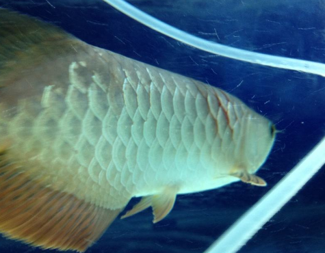 3.png 龙鱼常见五种疾病症状以及治疗方法