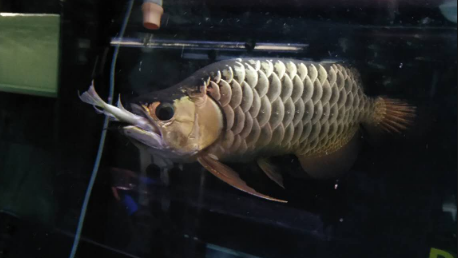 2.png 龙鱼常见五种疾病症状以及治疗方法