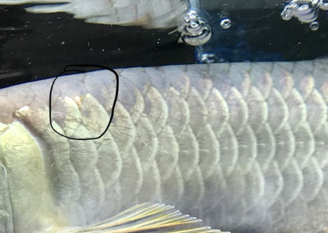 12.png 龙鱼常见五种疾病症状以及治疗方法