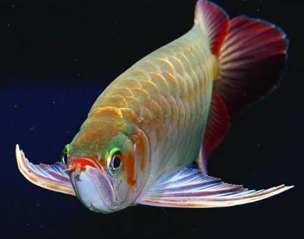 1.png 绿皮辣椒红龙 红龙中的佼佼者