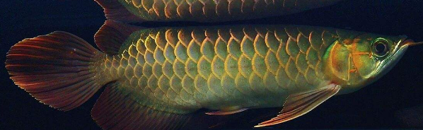 2.png 绿皮辣椒红龙 红龙中的佼佼者