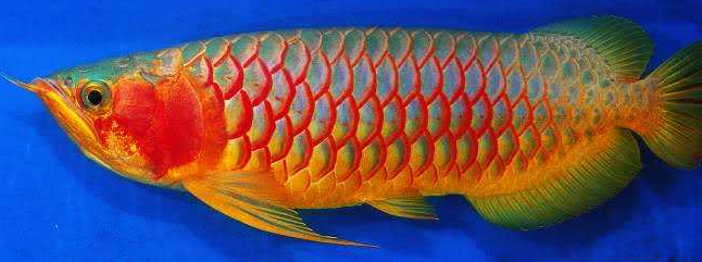 3.png 绿皮辣椒红龙 红龙中的佼佼者