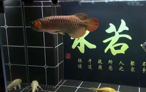 血墨红龙饲养半年彰显血统纯正