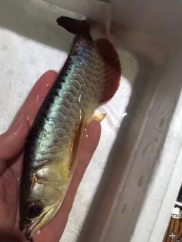 QQ图片20180912131310.jpg 金龙鱼产地以及金龙鱼分类介绍