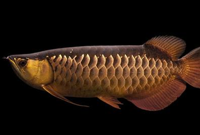 QQ图片20180919124412.png 金龙鱼产地以及金龙鱼分类介绍