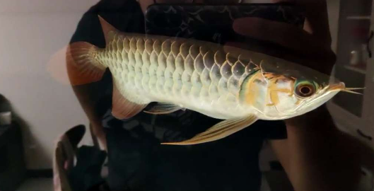 1.png 血墨红龙入缸反馈 无灯拍摄红龙发色更清楚