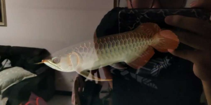 2.png 血墨红龙入缸反馈 无灯拍摄红龙发色更清楚