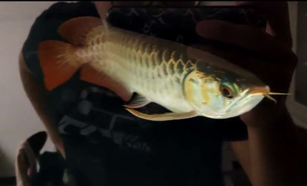 4.png 血墨红龙入缸反馈 无灯拍摄红龙发色更清楚