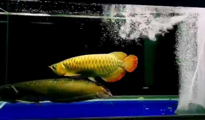 1.png 龙鱼换季常见病之一~~水泡病