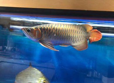 1.png 红龙鱼吃什么利于发色?