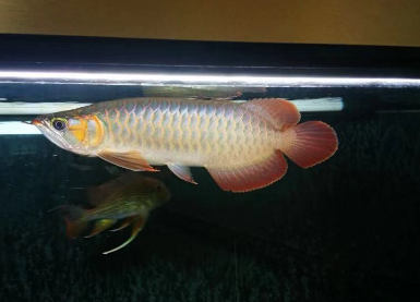 3.png 红龙鱼吃什么利于发色?