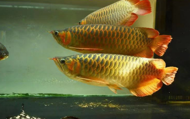 10.png 红龙鱼吃什么利于发色?