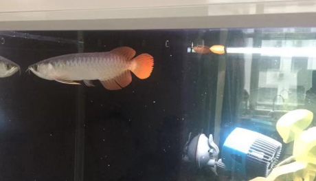 19.png 红龙鱼吃什么利于发色?