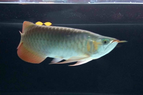 QQ图片20181008115932.png 龙鱼常见病之一~~龙鱼立鳞病症状及治疗方法