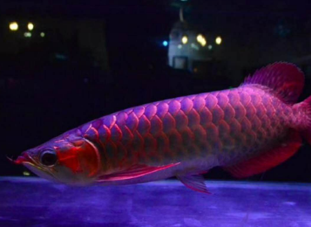 龙鱼鳞片常见病都有哪些?