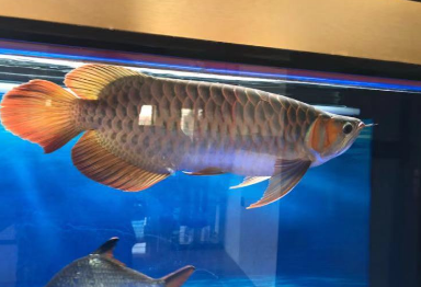 龙鱼鳞片常见病都有哪些?