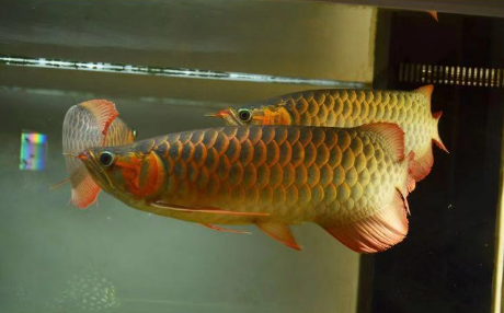 龙鱼鳞片常见病都有哪些?