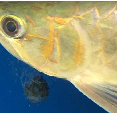 龙鱼鳞片常见病都有哪些?