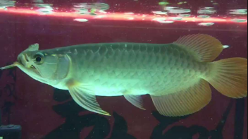 精彩瞬间血墨红龙一口吞小青蛙 