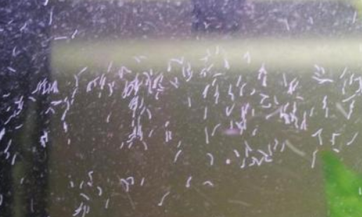 鱼缸有蛋白虫该如何治理