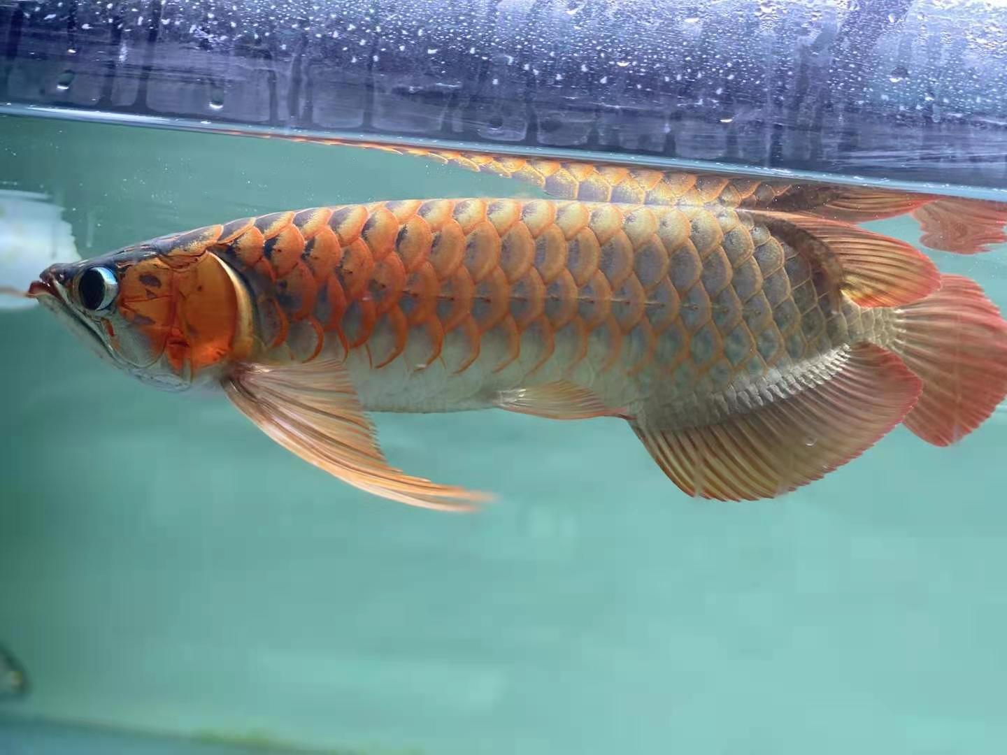 白缸养红龙给你不一样的惊喜